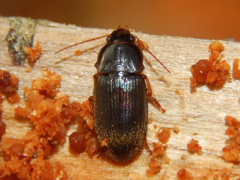 Parophonus hirsutulus in tronco marcescente, Carabidae